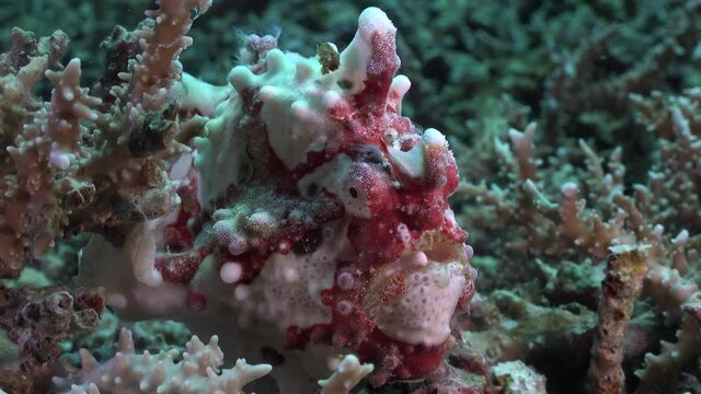 red and white warty frogfish. A close up of a warty frogfish sitting on a coral reef.