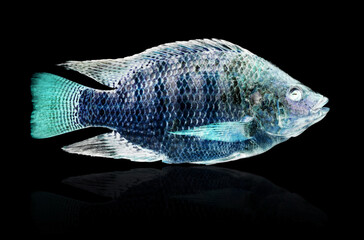x-ray fish