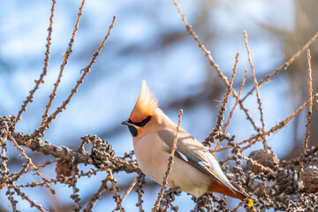 Bohemian waxwing, latin name Bombycilla garrulus, a beautiful tufted bird, sits on a larch branch in winter or early spring and eats seeds from the cones.