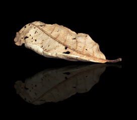 dry leaf on dark background