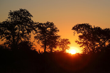Fototapeta na wymiar Sonnenuntergang Krüger Park Südafrika / Sundown Kruger Park South Africa /
