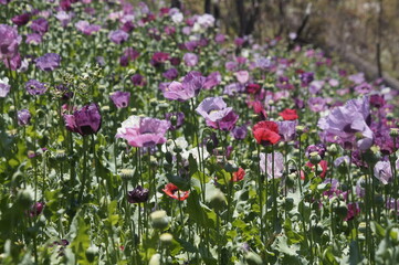 Fototapeta premium Flor de Amapola