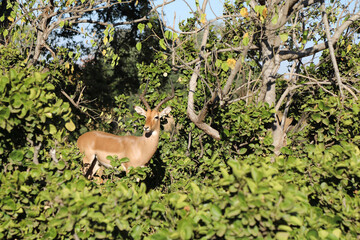 Schwarzfersenantilope / Impala / Aepyceros melampus