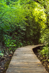 path in the forest