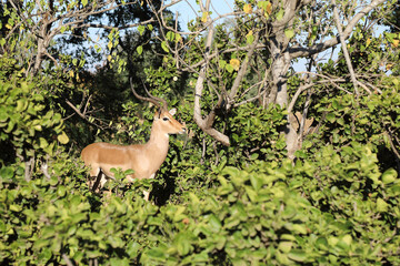 Schwarzfersenantilope / Impala / Aepyceros melampus