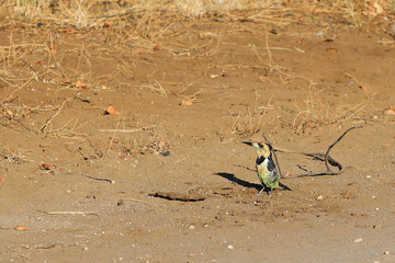 Haubenbartvogel oder Schwarzrücken-Bartvogel / Crested barbet / Trachyphonus vaillantii