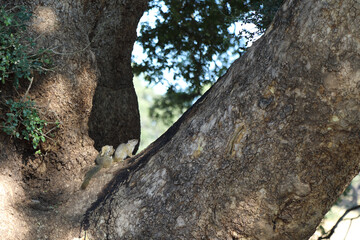 Ockerfußbuschhörnchen / Tree squirrel / Paraxerus Cepapi