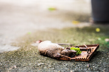 Rat are hungry for food. Brown rat was trapped by the throat. Mouse died in the trap. On a concrete road.