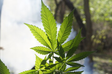 Mariguana