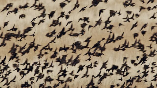 Flock of red-winged blackbirds flying together over field as the move over the golden grass.