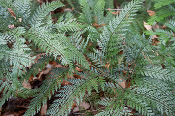 秋のアタシカカナワラビ