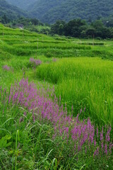 ミソハギの咲く棚田