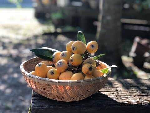 Loquat