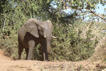 Obraz premium Afrikanischer Elefant / African elephant / Loxodonta africana