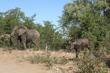 Afrikanischer Elefant und Kaffernbüffel / African elephant and Buffalo / Loxodonta africana et Syncerus caffer