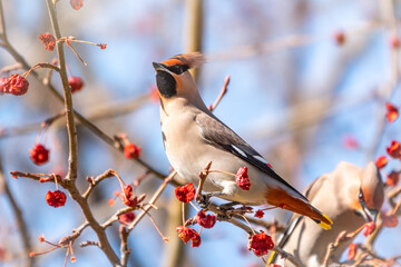 Bohemian Waxwing, Bombycilla garrulus, sitting on the bush and feeding on wild red apples in winter or early spring time.