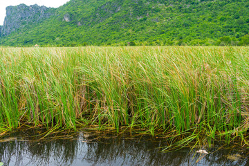 Beautiful overgrown typha plant at Khao Sam Roi Yod National Park, Thailand.