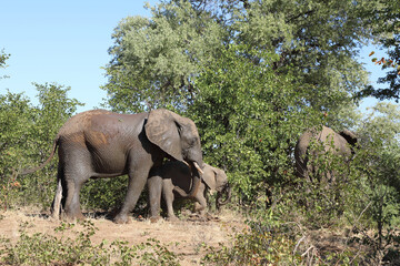Afrikanischer Elefant / African elephant / Loxodonta africana.