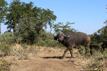 Fototapeta premium Kaffernbüffel / Buffalo / Syncerus caffer