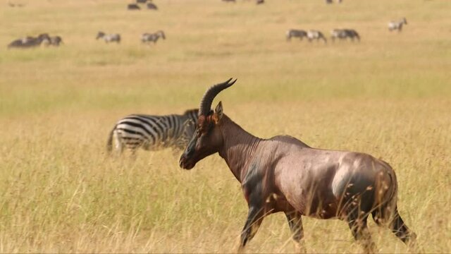 blue wildebeest in serengeti national park