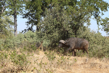 Kaffernbüffel / Buffalo / Syncerus caffer.