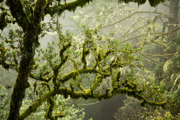Forest Fur