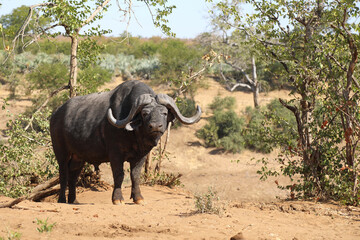Obraz premium Kaffernbüffel / Buffalo / Syncerus caffer
