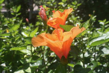 Orange shoeblackplant flowers in garden