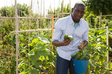 Positive african-american man farmer picks a harvesting of cucumbers in the garden. High quality photo