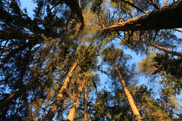photography of tops of trees (pine) in the sun, forest landscape
