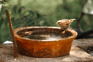 bird and waterdrops