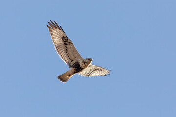 The rough-legged buzzard (Buteo lagopus), also called the rough-legged hawk in flight.