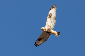 The rough-legged buzzard (Buteo lagopus), also called the rough-legged hawk in flight.