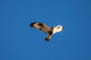 The rough-legged buzzard (Buteo lagopus), also called the rough-legged hawk in flight.