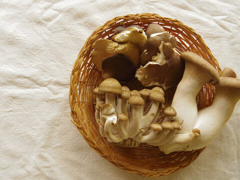 Variety of Mushrooms