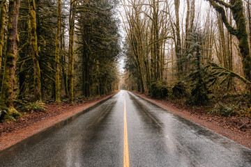Beautiful View of a Scenic Road in the Green Forest during a rainy fall season day. Taken in Squamish, North of Vancouver, British Columbia, Canada.