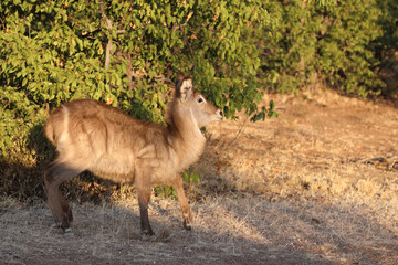 Obraz premium Wasserbock / Waterbuck / Kobus ellipsiprymnus