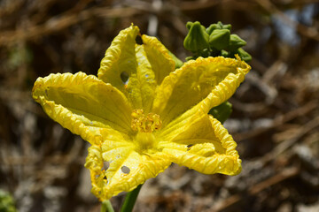 yellow vegetable plant flower. close up nature wallpaper background