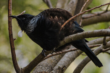 tui bird