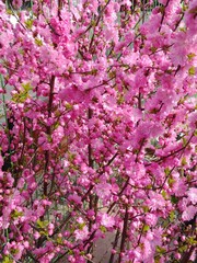 진달래, 분홍꽃