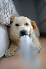 Cute mixed breed puppy playing with stolen sock at home