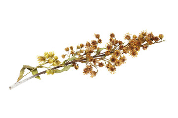 Dry wild meadow flowers isolated on a white background.
