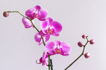 The colors of purple phalaenopsis known as orchid butterflies in flight.