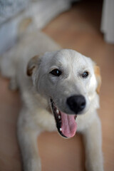 Cute mixed breed puppy at home