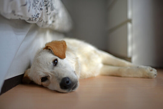 Cute mixed breed puppy at home