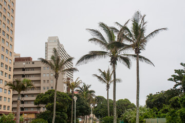 Fototapeta na wymiar Palm Trees Growing Amongst Tall Residential Buildings