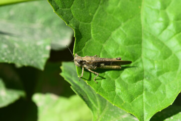 Locust grasshopper on green plant leaf, close up insect animal background wallpaper   