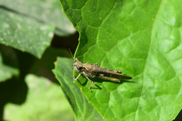 Locust grasshopper on green plant leaf, close up insect animal background wallpaper   