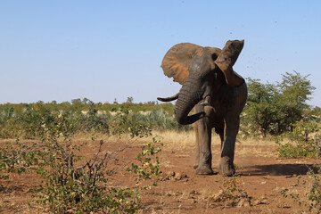 Afrikanischer Elefant / African elephant / Loxodonta africana