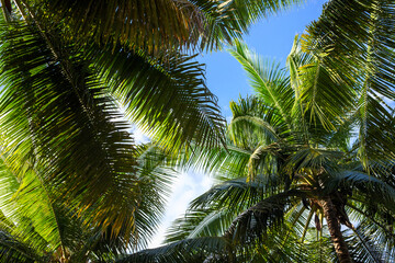 Many palm leaf on blue sky background. Tropical vacation banner template. Fluffy green palm leaf texture. Sunny day on exotic island. Summer travel backdrop. Coconut palm foliage